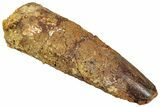 Fossil Spinosaurus Tooth - Real Dinosaur Tooth #294000-1